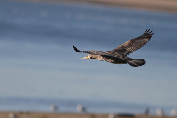 Cormorant in flight