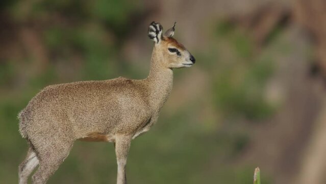 Bokeh shot of a klipspringer during the afternoon in Africa.