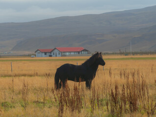 Obraz premium Horses in farm in Iceland in summer season. Animal