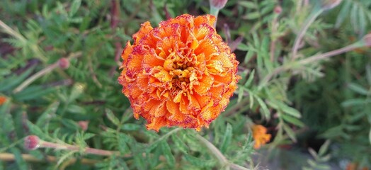 orange flower in the garden