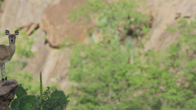 Pan wide shot of a klipspringer starring directly at the camera