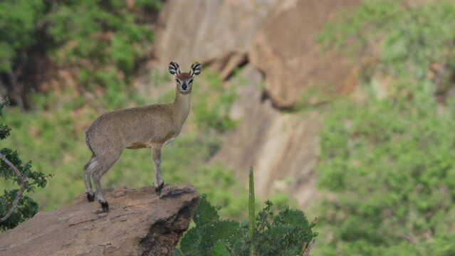 Wide shot of a klipspringer starring directly at the camera