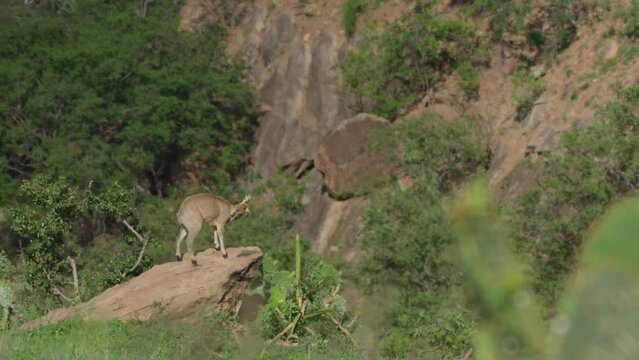 Extreme wide shot of a klipspringer looking around from a rock top