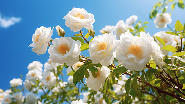 White bush roses on a background of blue sky in the sunlight., Ai generated image