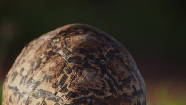 Close up of a leopard tortoise's shell pattern as it walks