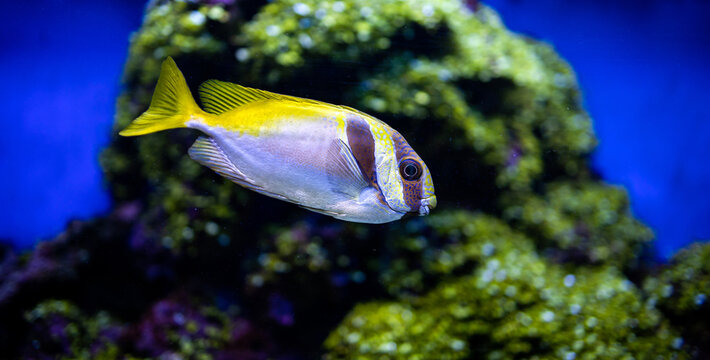 Siganus virgatus. Fish of Australia. Doublebar rabbitfish,  barhead spinefoot,  doublebar spinefoot. Fish in aquarium. Marine ray-finned fish