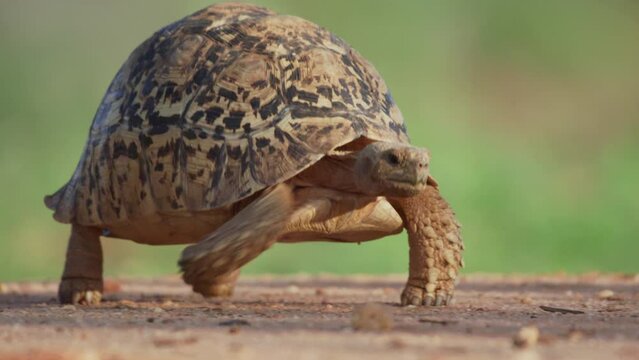 Bokeh pan shot of a leopard tortoise walking on dirt in the afternoon