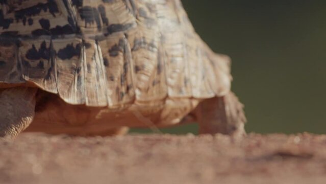 Close up pan of a leopard tortoise's shell pattern as it walks