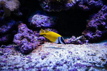 Siganus vulpinus.  Fox fish, foxface rabbitfish, foxface, black-face rabbitfish, common foxface or badger fish. Little yellow fish. Marine ray-finned fish, a rabbitfish. Fish in aquarium