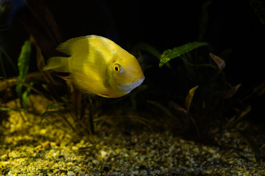 Heros Severus. Yellow fish. Cichlasoma Severum. Aggressive fish. Fish in aquarium. Exotic yellow fish
