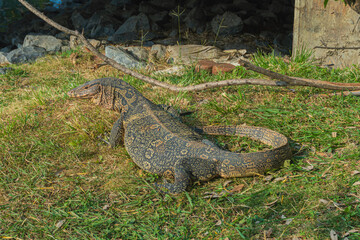 Monitor Lizard resting on the grass near the pond at Makut Rommayasaran Park, Nonthaburi, Thailand