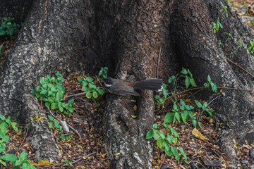 Magpie bird sitting on a roots of a tree at Makut Rommayasaran Park, Nonthaburi, Thailand
