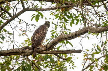 Close-up portrait of European honey buzzard (Pernis apivorus) also known as Common pern. Beautiful bird of prey with yellow eyes.