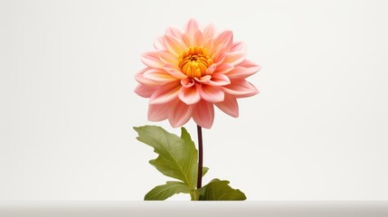 Pink dahlia flower isolated on white background with clipping path.