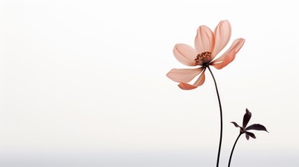 Cosmos flower isolated on white background with copy space for text.