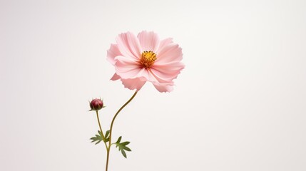 Naklejka na ściany i meble Cosmos flower isolated on white background with copy space for text.