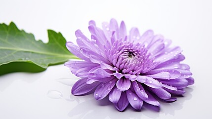 Purple chrysanthemum with water drops on white background