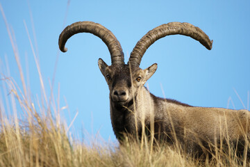 The Iberian Ibex, Spanish Ibex, Spanish wild goat or Iberian wild goat is a species of Ibex with...