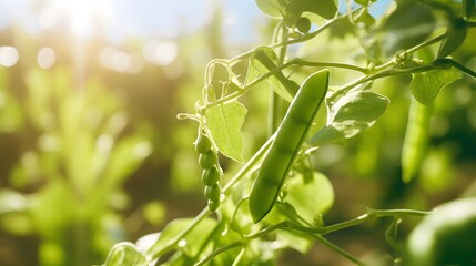 Young organic green pea pods growing on bushes in sunny light. Plant of legumes in summer garden, banner format. - obrazy, fototapety, plakaty