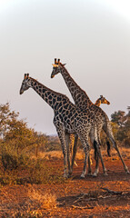 Group of giraffes 3570