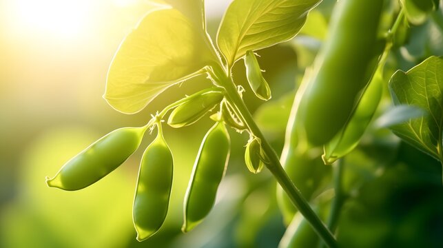 Young organic green pea pods growing on bushes in sunny light. Plant of legumes in summer garden, banner format.