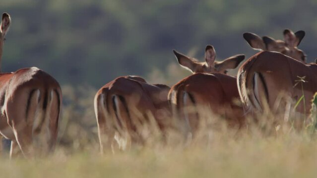 Wide shot of a herd of impalas (Aepyceros melampus) grazing through the savannah during the afternoon in Kenya.