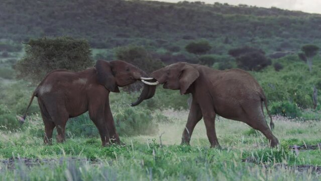 Wide shot of two elephants (Loxodonta africana) fighting each other across the savannah during the afternoon in Kenya.
