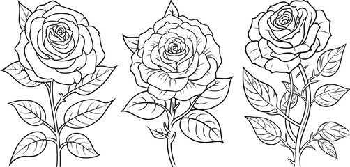 Hand-drawn set of Rose, flat minimalist black and white coloring page illustration of rose flowers, adults and children vector sketch