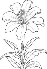 Hand drawn lily flower outline coloring page