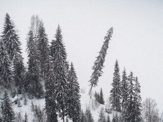 Fir trees covered with hoarfrost and snow in winter mountains - Christmas snowy background. Copy space.