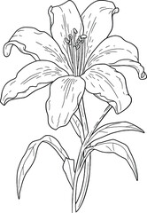 Hand drawn lily flower outline coloring page
