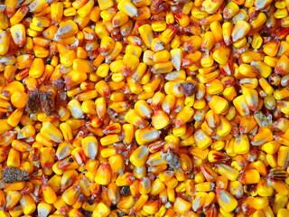 Pile of corn for popcorn, taken from cobs.