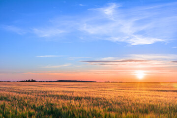 Sunset in a field with ears of young golden barley. Rural scene