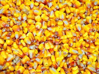 Pile of corn for popcorn, taken from cobs.