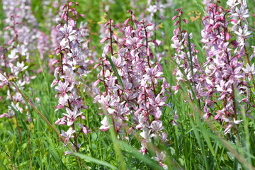 In nature, a rare plant blooms Red Book plant Dictamnus albus