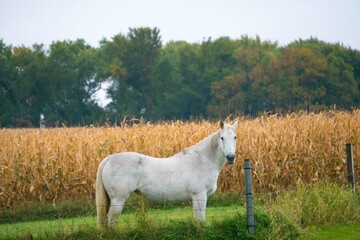 Fototapeta premium White hose in front of a fence and cornfield in autumn