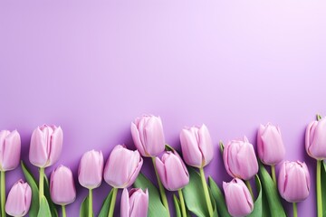 Spring tulip flowers on lavender background top view in flat lay style