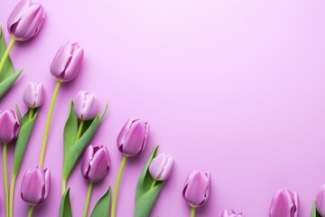 Spring tulip flowers on lilac background top view in flat lay style