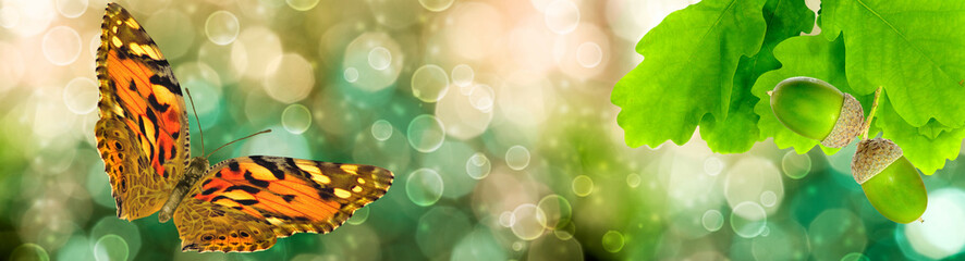 butterfly and oak leaves with acorns on a green abstract background