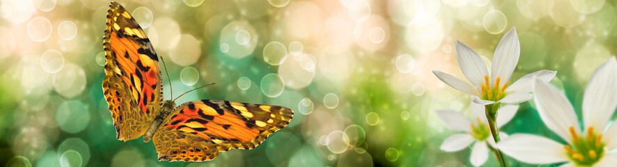 beautiful butterfly and flowers on a colorful blurred background