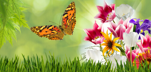 beautiful butterfly and flowers on a colorful blurred background