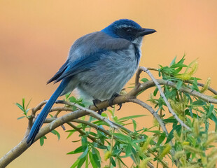 California Scrub Jay adult at Ed R. Levin County Park, Santa Clara County, California.
