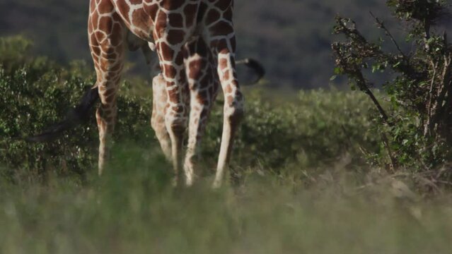 Close up pan of a reticulated giraffe's (Giraffa reticulata) legs as it is walking during the afternoon in Kenya.