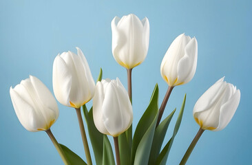 Delicate white tulips on a blue background
