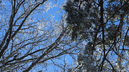 arbre givré