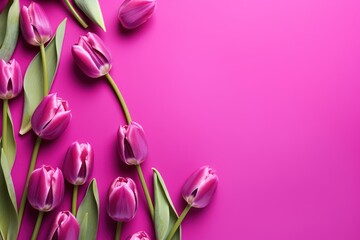 Spring tulip flowers on magenta background top view in flat lay style 