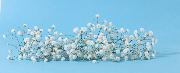Small white Gypsophila flowers on blue background..Fluffy and cloud-like Gypsophila, commonly known...