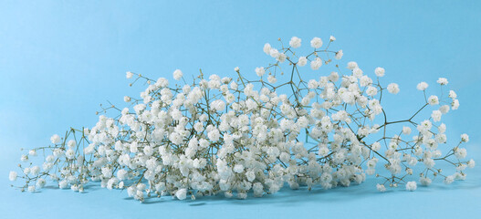 Small white Gypsophila flowers on blue background..Fluffy and cloud-like Gypsophila, commonly known...