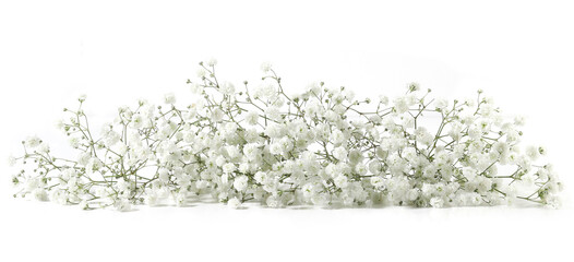 Obraz na płótnie Canvas Small white Gypsophila flowers isolated on white background..Fluffy and cloud-like Gypsophila, commonly known as 'Baby's breath'.