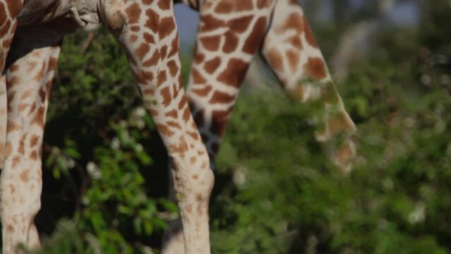 Close up pan of two reticulated giraffe's (Giraffa reticulata) legs walking through bushes during the afternoon in Kenya.